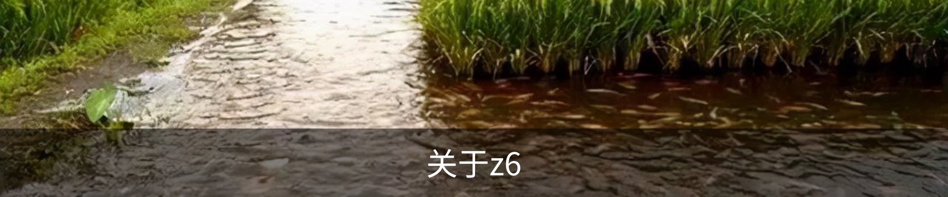 关于z6